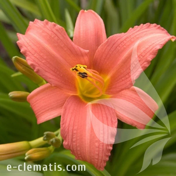 1312-Hemerocallis-Pink-Damask.webp
