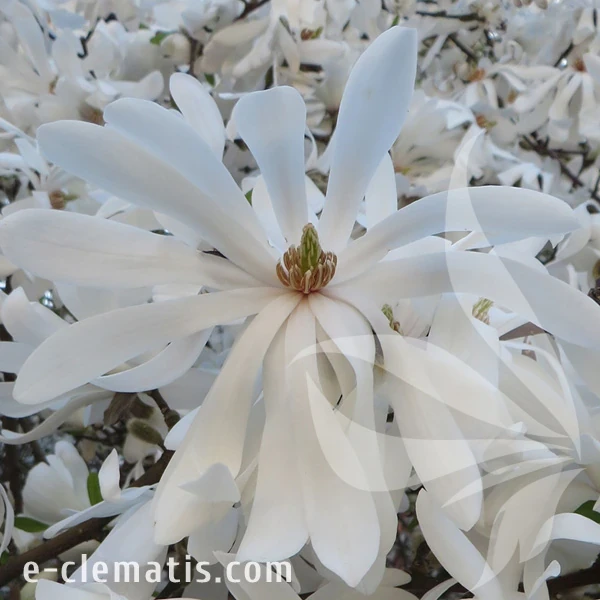 1405-Magnolia-stellata-Royal-StaR.webp