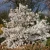 1405-Magnolia-stellata-Royal-Sta-2.webp