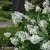 1555-Hydrangea-paniculata-Unique-2.webp