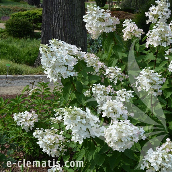 1555-Hydrangea-paniculata-Unique-2.webp