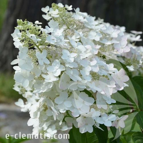 1555-Hydrangea-paniculata-Unique.webp