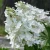 1555-Hydrangea-paniculata-Unique.webp