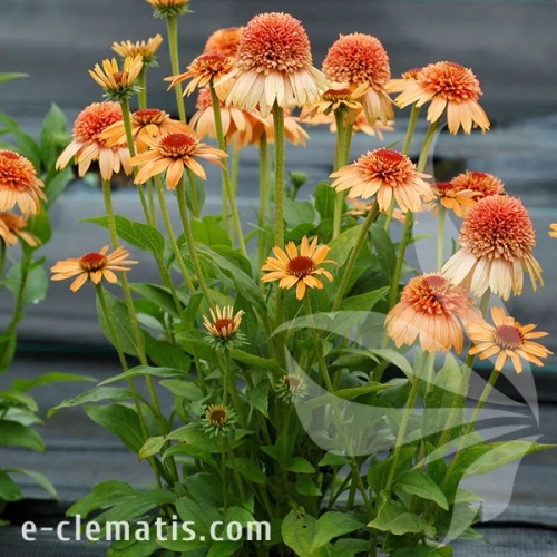 2052-supreme-cantaloupe_echinacea-hybrida-2.webp