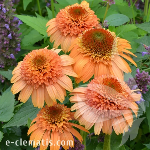 2052-supreme-cantaloupe_echinacea-hybrida.webp