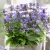 2163-Nepeta-NEPTUNE-Bokratune-2.webp