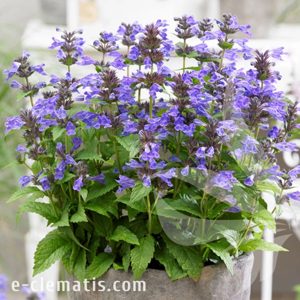 2163-Nepeta-NEPTUNE-Bokratune-2.webp