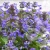 2163-Nepeta-NEPTUNE-Bokratune.webp