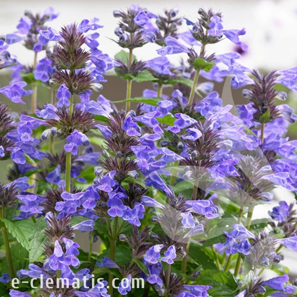 2163-Nepeta-NEPTUNE-Bokratune.webp