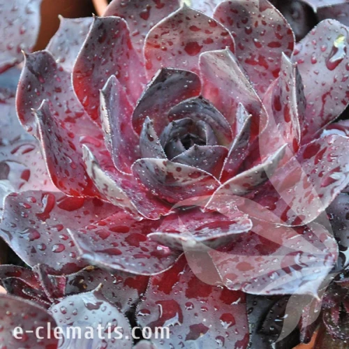4042-bigsam-black-cherry_sempervivum-hybrida.webp