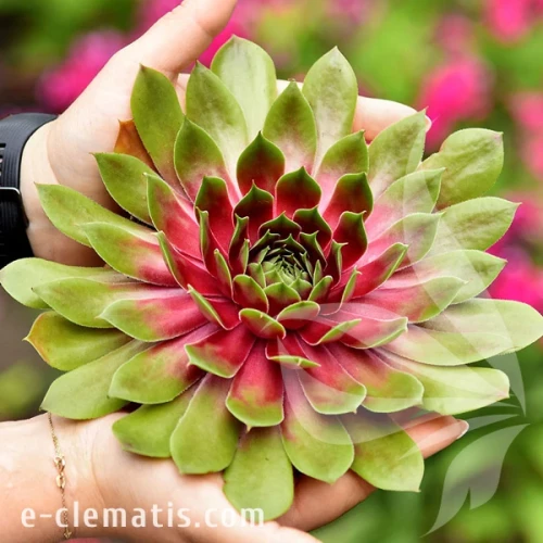 4043-bigsam-pink-pomelo_sempervivum-hybrida.webp