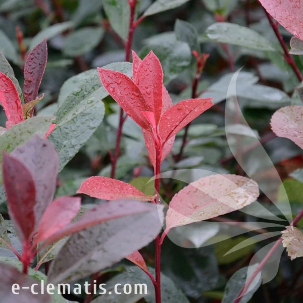 4044-Photinia-frasery-Red-Robin.webp