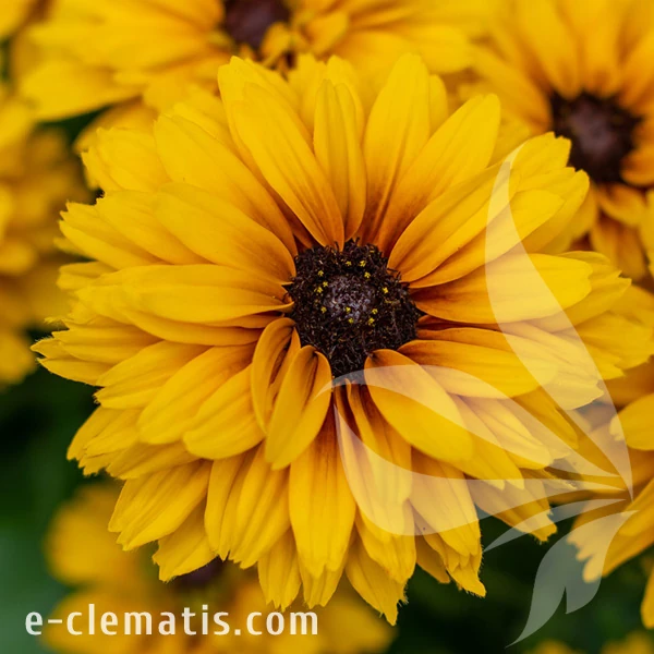 4051-littlebeckia-ballerina_rudbeckia-2.webp