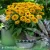 4051-littlebeckia-ballerina_rudbeckia.webp
