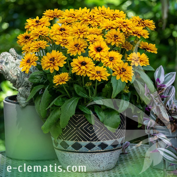 4051-littlebeckia-ballerina_rudbeckia.webp