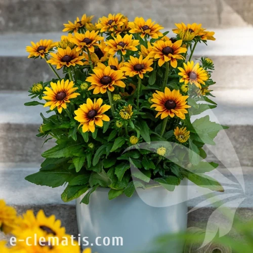 4052-littlebeckia-pirouette_rudbeckiA.webp