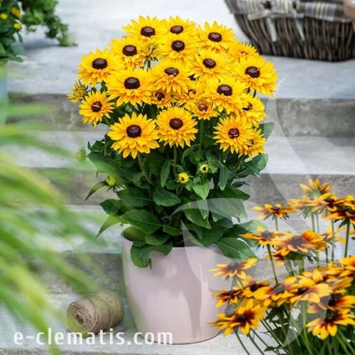 4053-smileyz-big-cheerleader_rudbeckia.webp