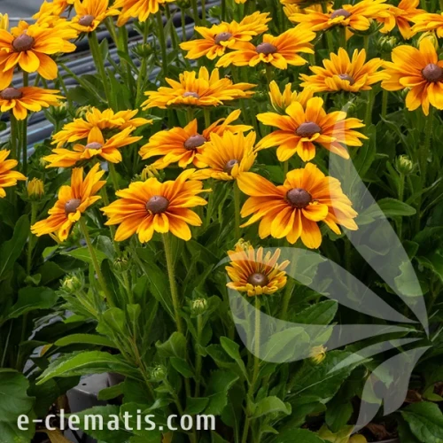 4054-smileyz-big-joy-imp_rudbeckia.webp