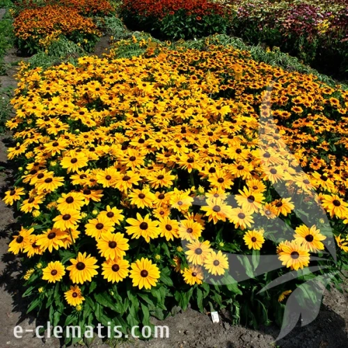 4055-Smileyz-big-luck_rudbeckia.webp
