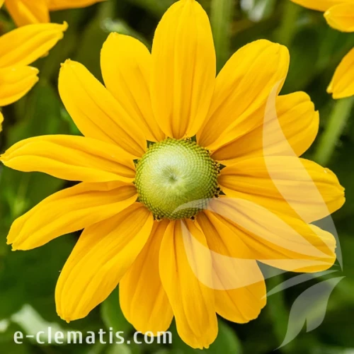 4057-smileyz-passion-imp_rudbeckia.webp