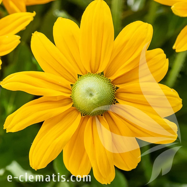 4057-smileyz-passion-imp_rudbeckia.webp