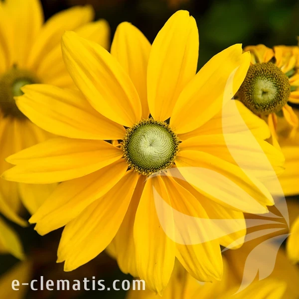 4059-sunbeckia-ophelia_rudbeckia.webp