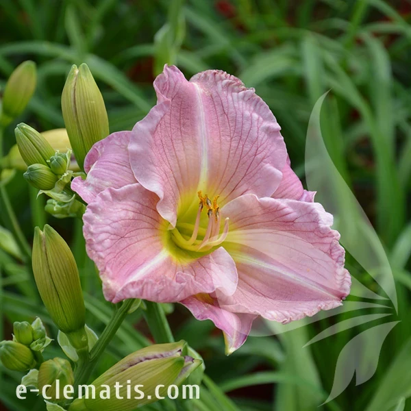 Hemerocallis-Children's-Festival-DSC_0243.webp