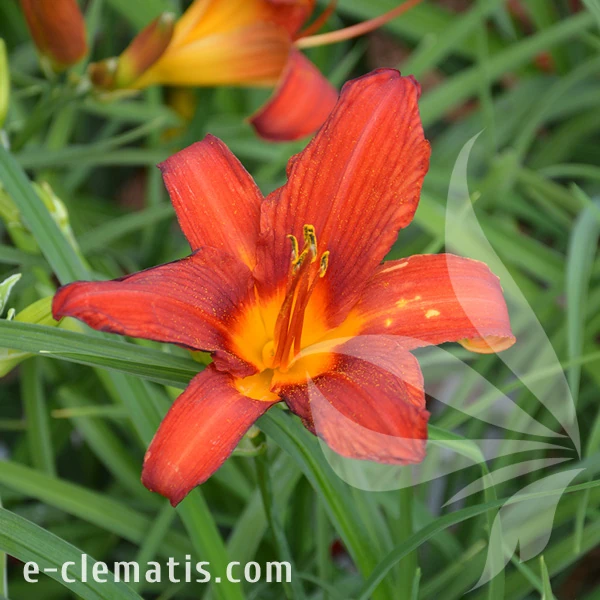 Hemerocallis-Anzac-DSC_0199.webp