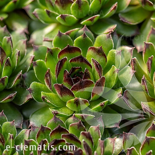 Sempervivum Reinhard.webp