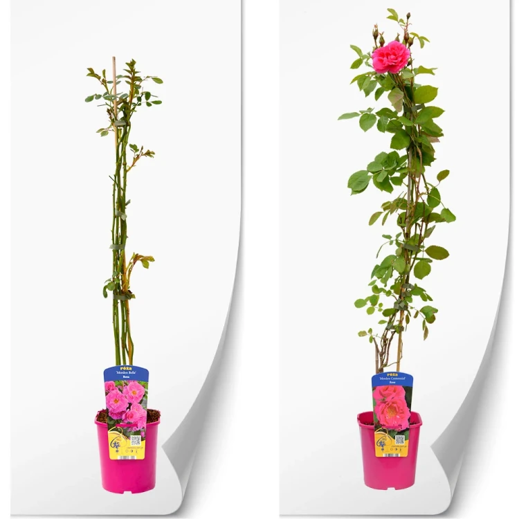 rosa-krzewiaste-rozowat.webp