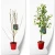 prunus-jewel-czerwona.webp