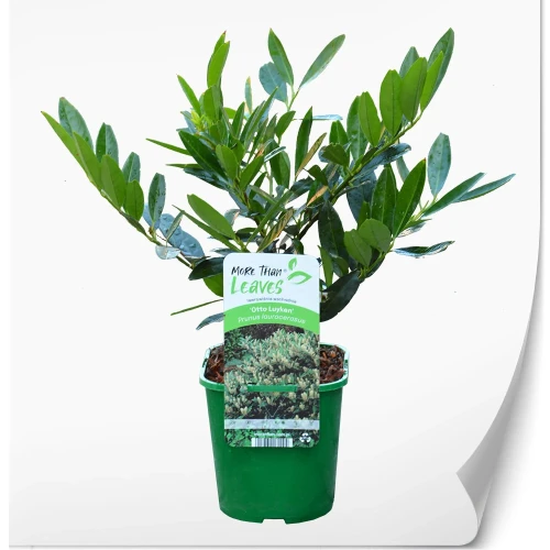 Prunus-otto-produkt.webp