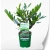 Prunus-otto-produkt.webp
