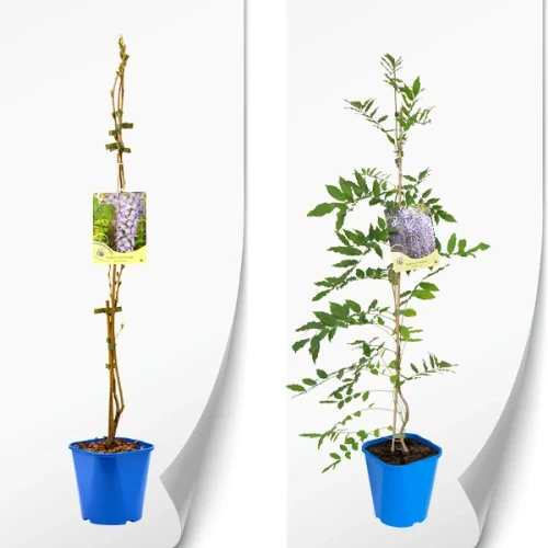 produkt-wisteria-niebieska.webp