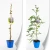 produkt-wisteria-niebieska.webp