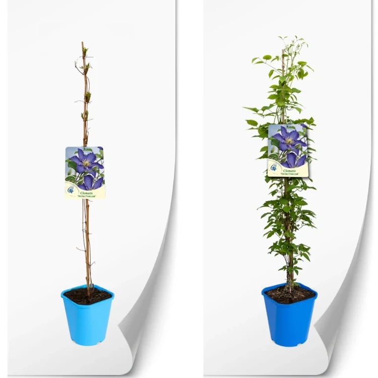 clematis-niebieska-franczak.webp