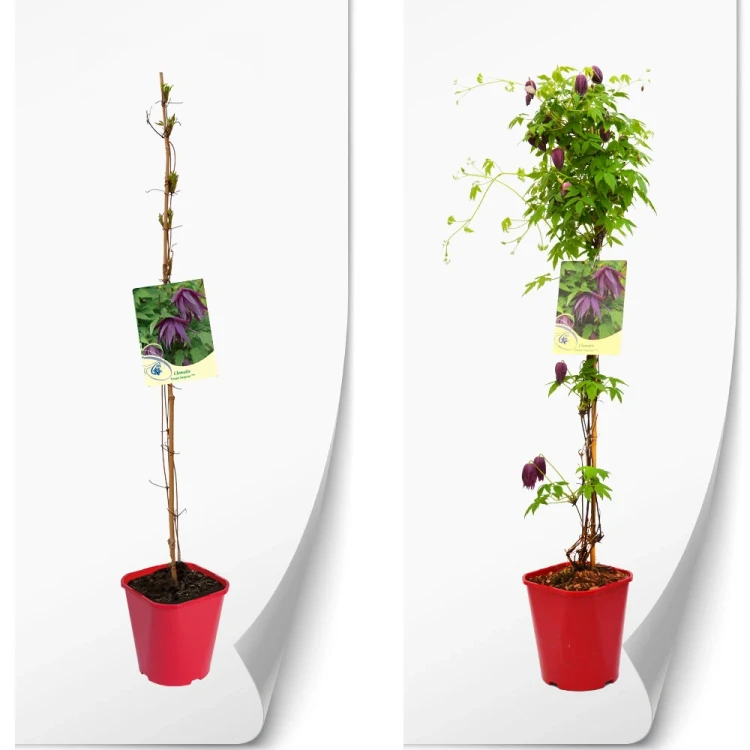 produktowe-clematis-atragene-czerwona-purple-surprise.webp