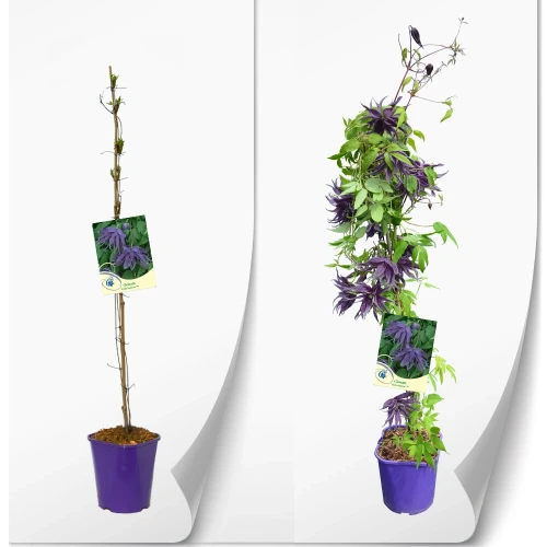 produktowe-clematis-atragene-fioletowa-violet-surprise.webp
