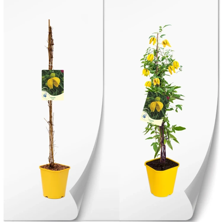 clematis-zolta-tangutica.webp