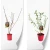 Elaeagnus--multifltora.webp