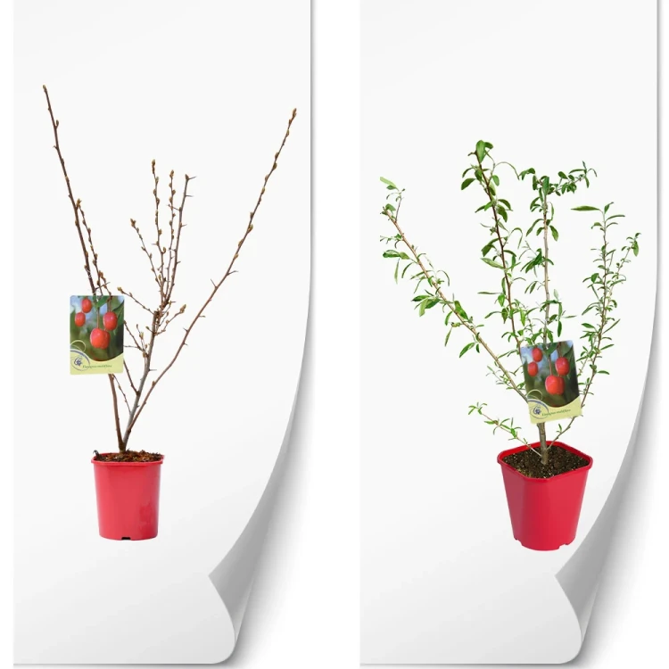 Elaeagnus--multifltora.webp