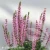 pink-rianne_salvia-nemerosa-2.webp