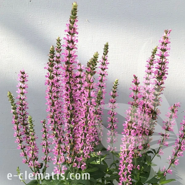 pink-rianne_salvia-nemerosa-2.webp