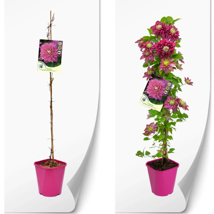 produktowe-C2-clematis-rozowa-kaiser.webp