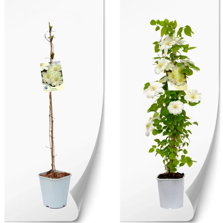 produktowe-C2-clematis-biala-cream.webp