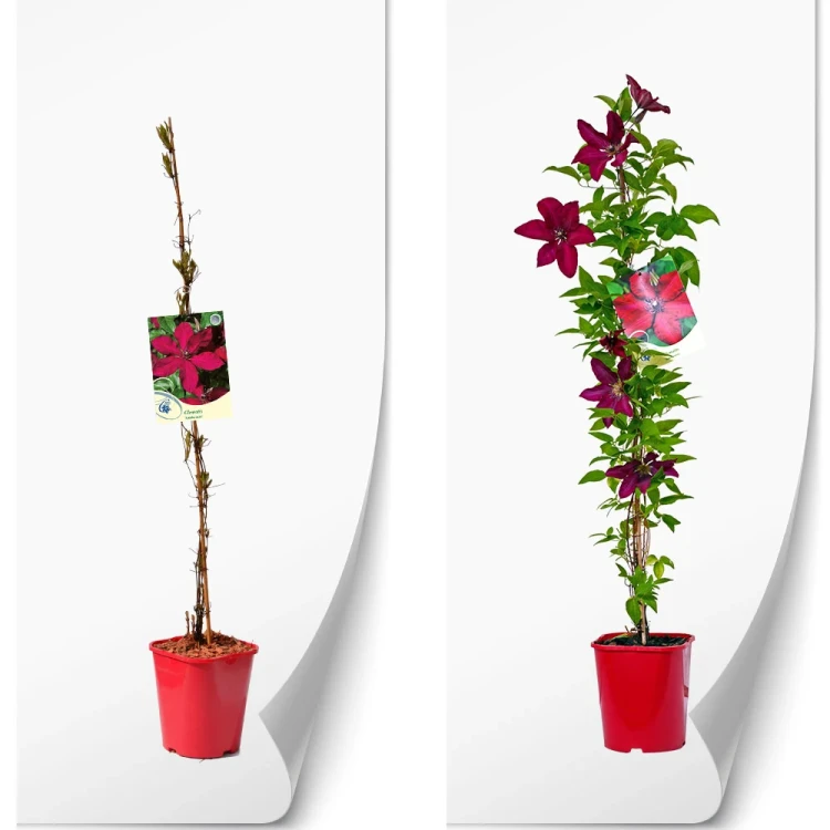 produktowe-C2-clematis-czerwona-solidarnosc.webp