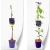 produktowe-C2-clematis-fioletowa-moniuszko.webp