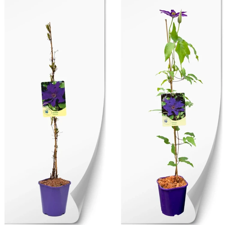 produktowe-C2-clematis-fioletowa-moniuszko.webp