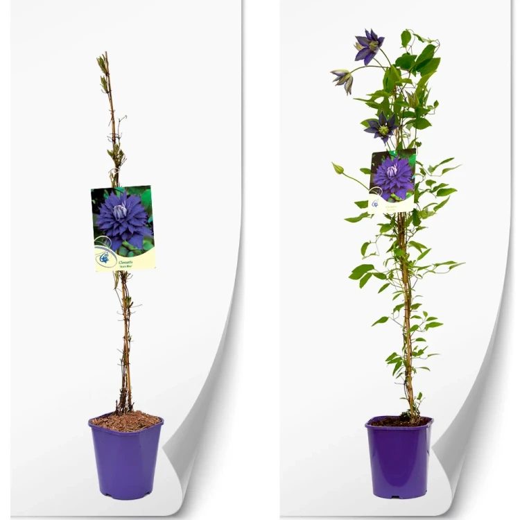 produktowe-C2-clematis-fioletowa-multi-blue.webp