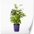 produktowe-C2-clematis-fioletowa-praecox.webp